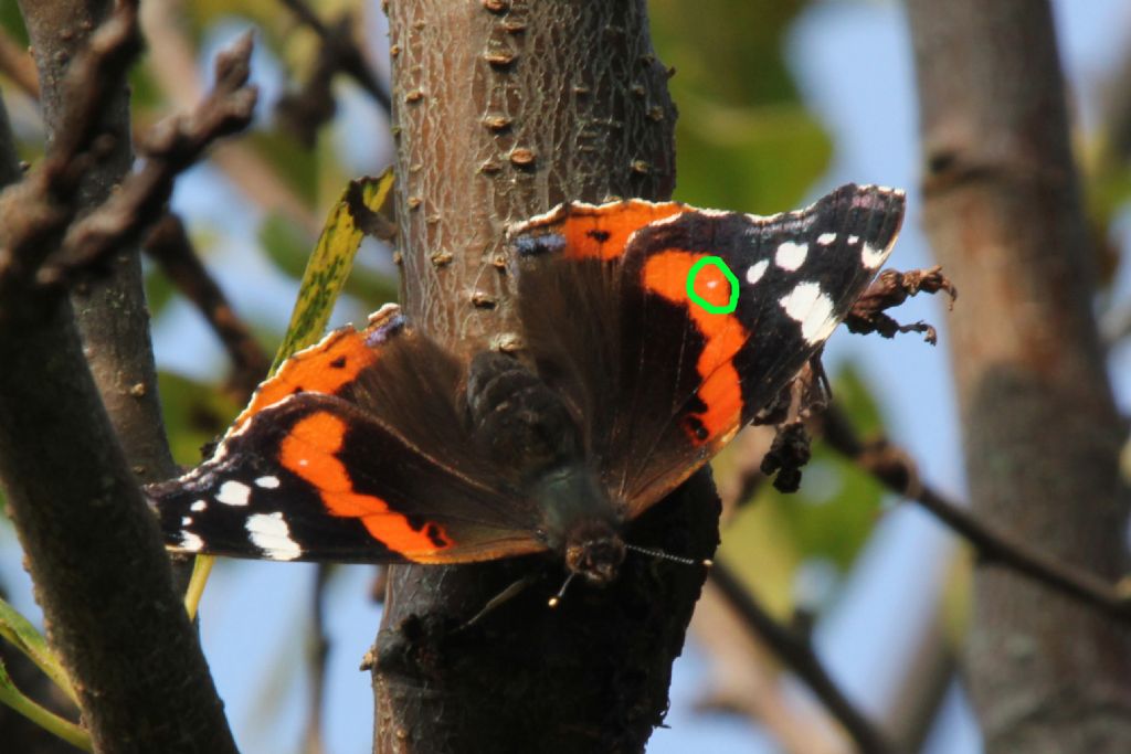 Vanessa atalanta:M o F?